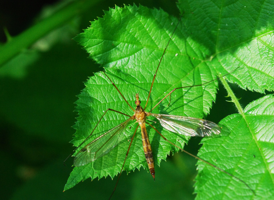 Tipula di che specie?